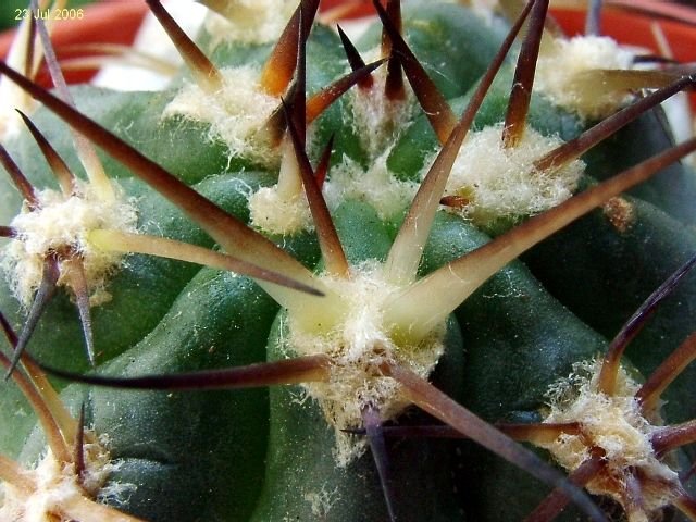 Acanthocalycium _glaucum P143 _(Echinopsis glaucina) _04